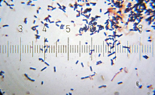 Lactobacillus Acidophilus