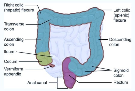 The left colon