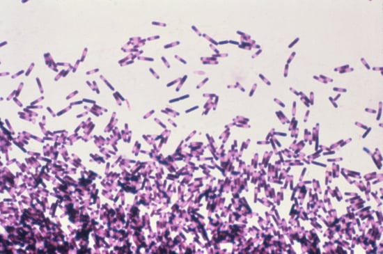 C diff bacteria