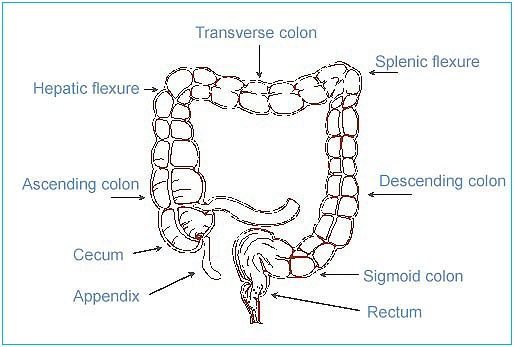 colon anatomy